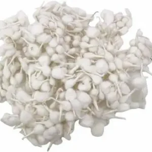 Cotton(कॉटन)/Rui