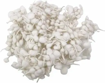 Cotton(कॉटन)/Rui