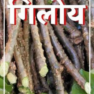 Giloy (गिलोय)